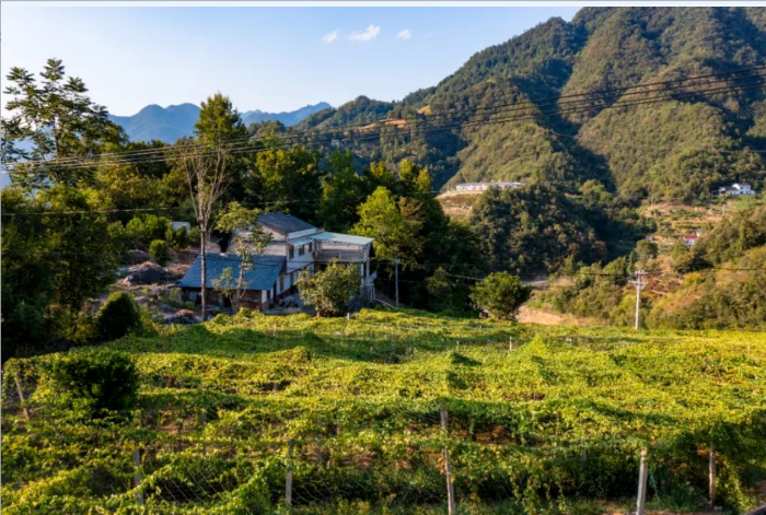 瓜蔞生長基地 攝影：胡九思